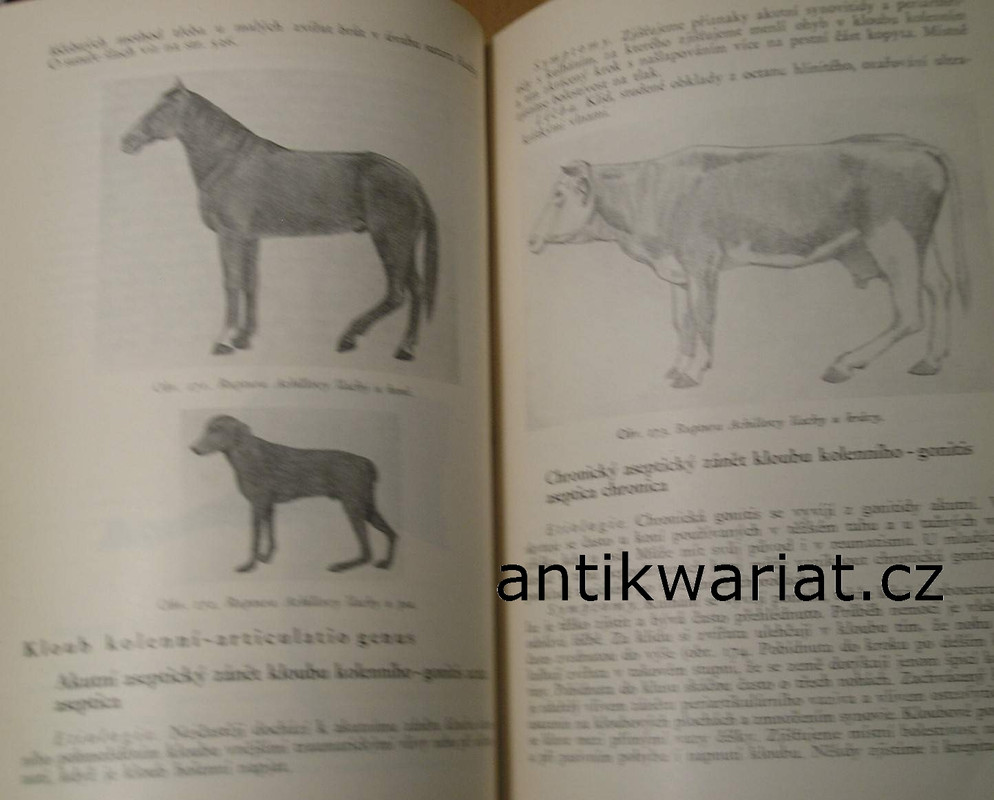 1wa Image00031