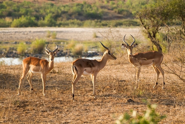 Kruger National Park: Lower Sabie - SUDÁFRICA EN EL CORAZÓN (JULIO 2015) (10)