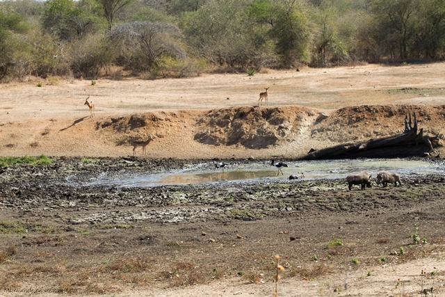 Kruger National Park: Lower Sabie - SUDÁFRICA EN EL CORAZÓN (JULIO 2015) (16)