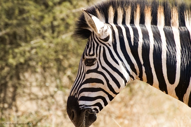 Kruger National Park: Lower Sabie - SUDÁFRICA EN EL CORAZÓN (JULIO 2015) (9)