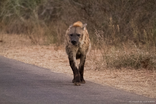 Kruger National Park: Lower Sabie - SUDÁFRICA EN EL CORAZÓN (JULIO 2015) (5)