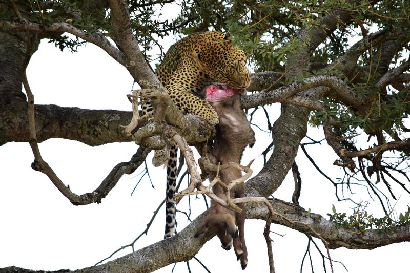 Mis días de safari en Uganda, Kenia y Zanzíbar.. Os lo intento contar - Blogs de Africa Este y Centro - Recorremos Masai Mara de un extremo a otro.. ¡Qué lugar! (7)