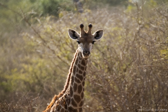 Kruger National Park: Lower Sabie - SUDÁFRICA EN EL CORAZÓN (JULIO 2015) (13)