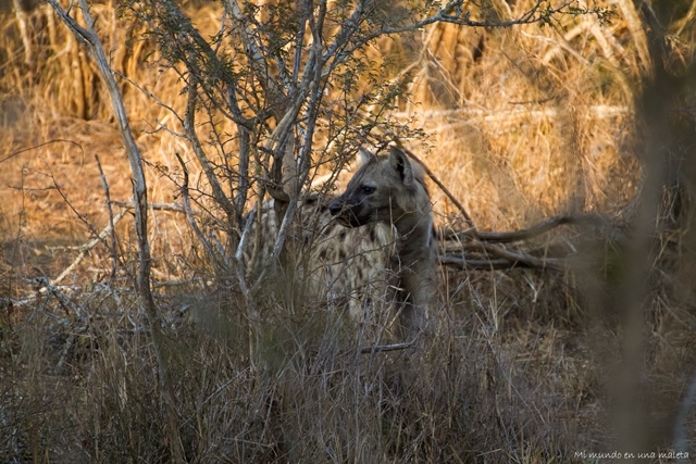 Kruger National Park: Lower Sabie - SUDÁFRICA EN EL CORAZÓN (JULIO 2015) (7)