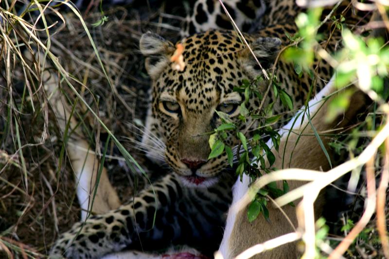 Mis días de safari en Uganda, Kenia y Zanzíbar.. Os lo intento contar - Blogs de Africa Este y Centro - Día completo en el Mara.. qué sitio tan impresionante.. (22)