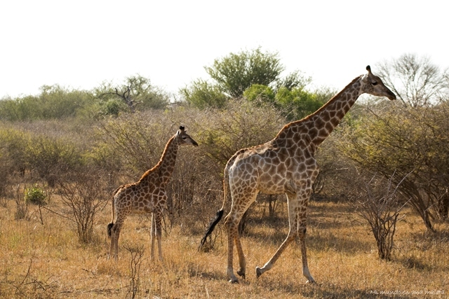 Kruger National Park: Lower Sabie - SUDÁFRICA EN EL CORAZÓN (JULIO 2015) (11)