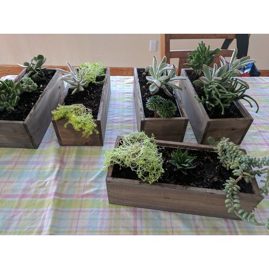 This user created several troughs with a great succulent variety using our wooden box vases 