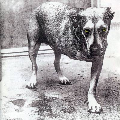 Alice In Chains (1995) [Sony Music, Columbia, CK 67248, USA]