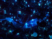 103740_blue_christmas_lights_p