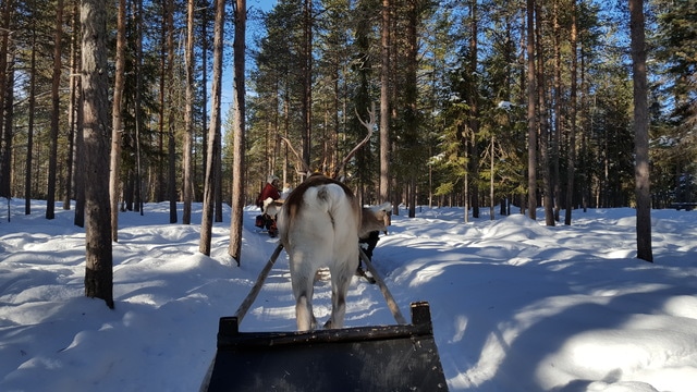 Un cuento de invierno: 10 días en Helsinki, Tallín y Laponia, marzo 2017 - Blogs de Finlandia - Levi, paisajes para una postal (6)